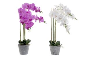 ORCHID