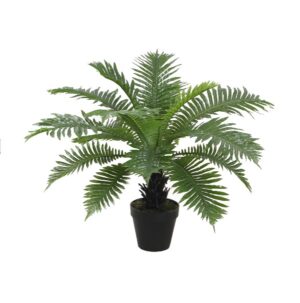 FERN