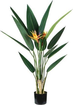 Strelitzia