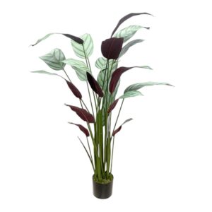 Calathea