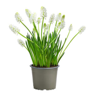 Muscari