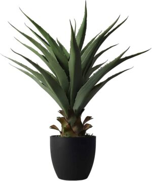 Agave