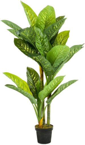 Diefenbachia
