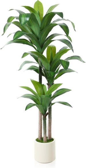 Dracena