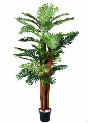 Palm Tree