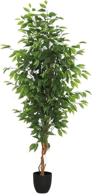 Ficus Benjamin