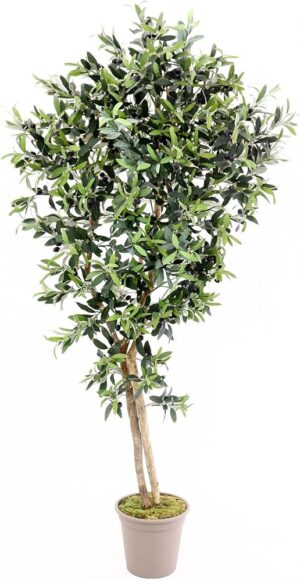 Olive Tree