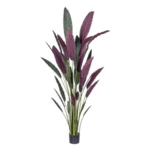 Calathea